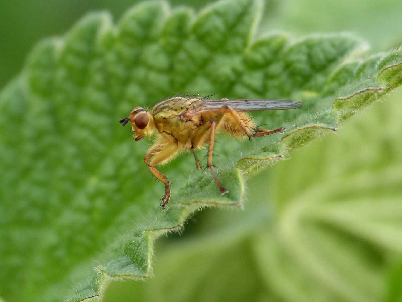 Scatophaga stercoraria (maschi e femmine?)